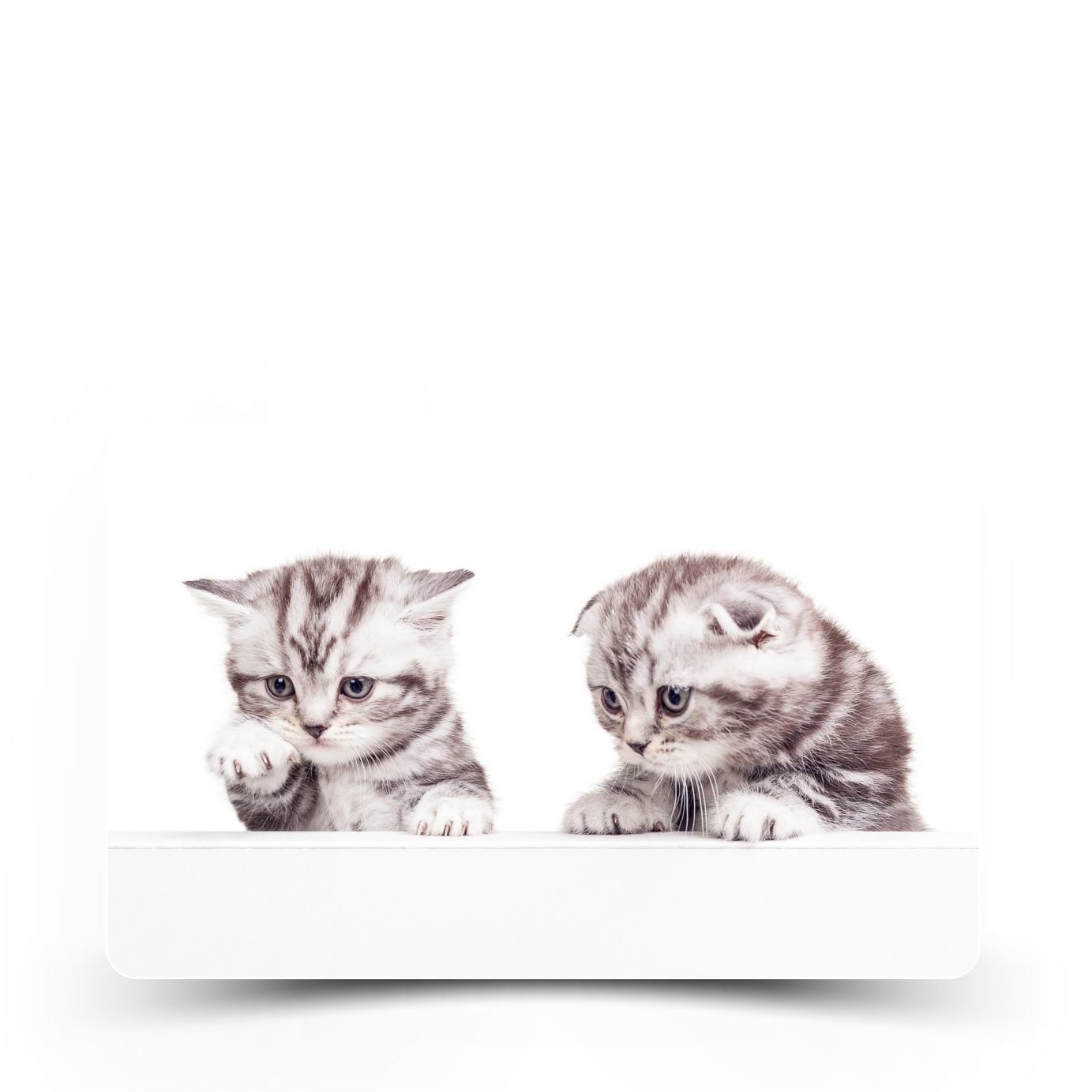 pettopArt Magnet