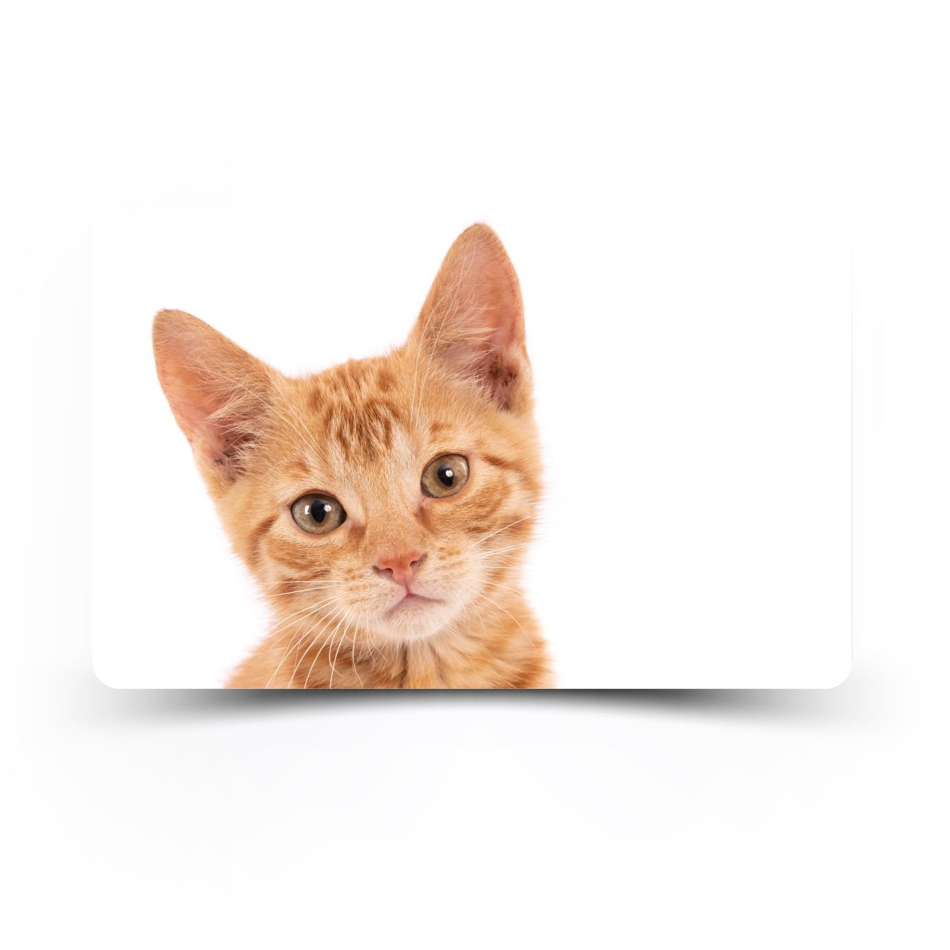 pettopArt Kitap Ayraçı